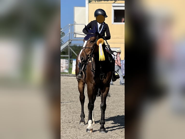 Warmblood checo Caballo castrado 10 años 175 cm Castaño in Ingolstadt