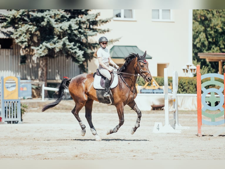 Warmblood checo Caballo castrado 10 años 175 cm Castaño oscuro in IrenentalSieghartskirchen