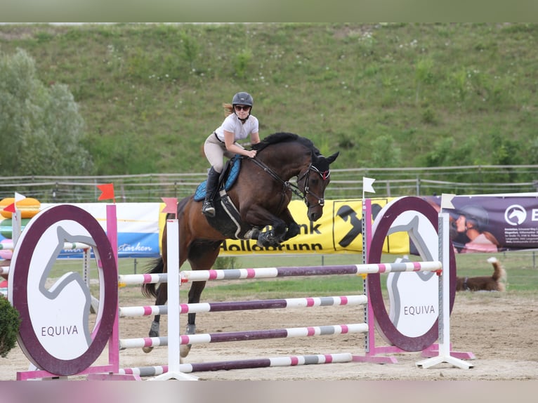 Warmblood checo Caballo castrado 10 años 175 cm Castaño oscuro in IrenentalSieghartskirchen