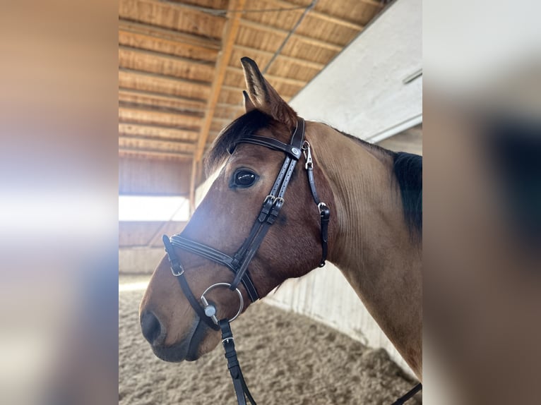 Warmblood checo Caballo castrado 11 años 165 cm Castaño in Berndorf bei Salzburg