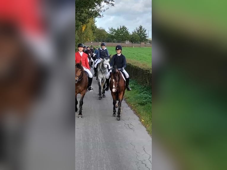 Warmblood checo Caballo castrado 11 años 165 cm Castaño in M&#xFC;nster