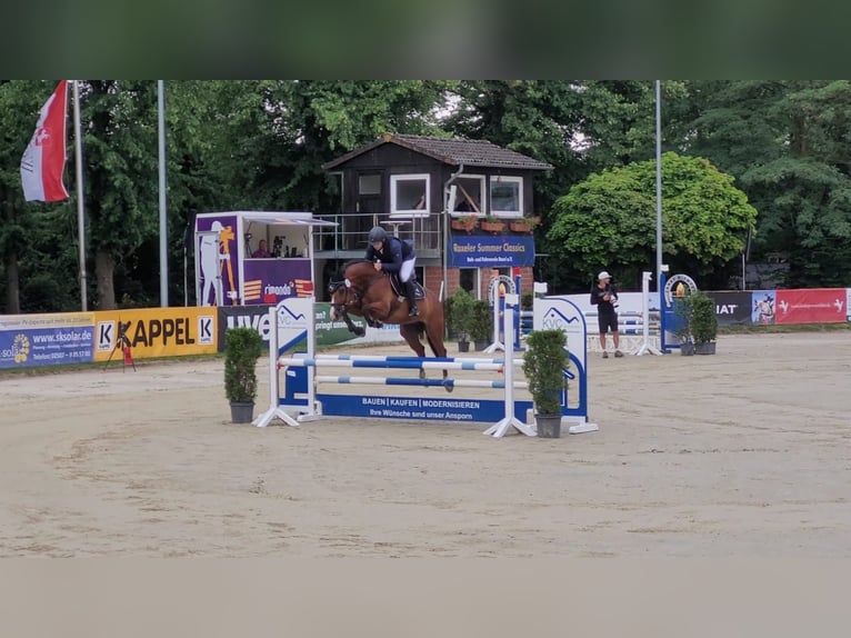 Warmblood checo Caballo castrado 11 años 165 cm Castaño in M&#xFC;nster