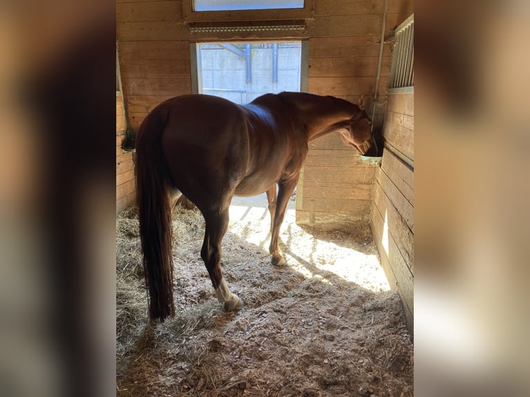 Warmblood checo Caballo castrado 11 años 168 cm Alazán in Kuchl