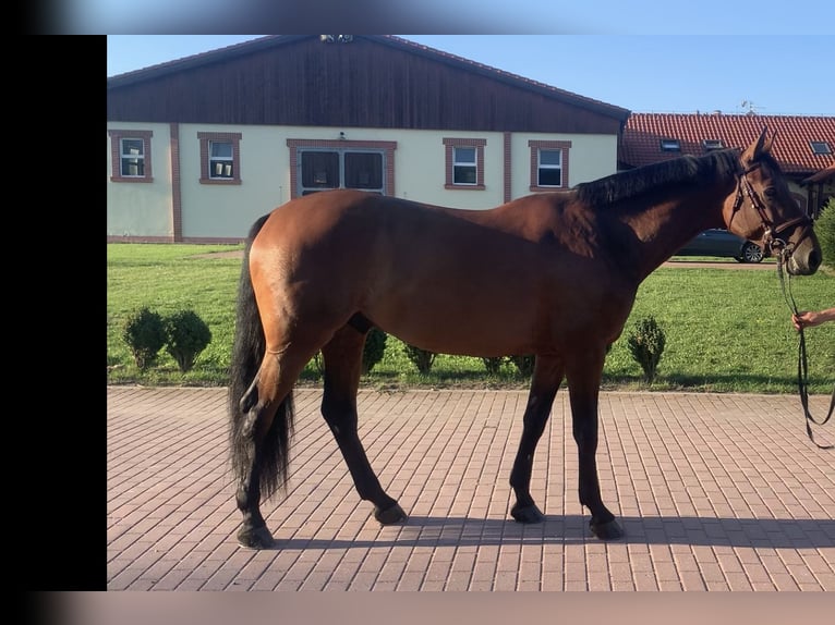 Warmblood checo Caballo castrado 11 años Castaño rojizo in Rudna