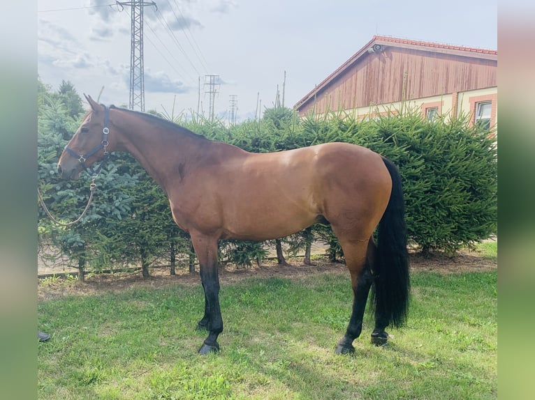 Warmblood checo Caballo castrado 11 años Castaño rojizo in Rudna