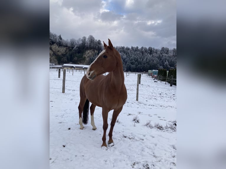 Warmblood checo Caballo castrado 12 años 168 cm Alazán in Kuchl, Georgenberg