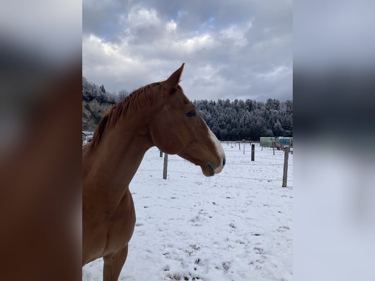 Warmblood checo Caballo castrado 12 años 168 cm Alazán in Kuchl, Georgenberg