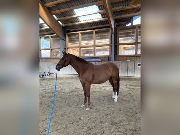 Warmblood checo Caballo castrado 12 años 168 cm Alazán in Kuchl, Georgenberg