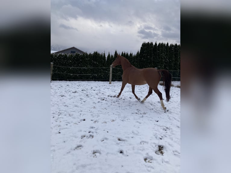 Warmblood checo Caballo castrado 12 años 168 cm Alazán in Kuchl, Georgenberg