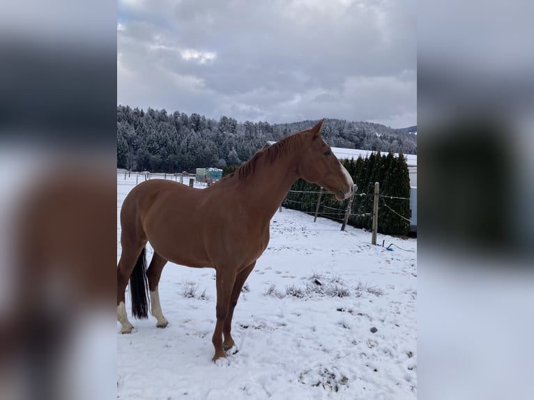 Warmblood checo Caballo castrado 12 años 168 cm Alazán in Kuchl, Georgenberg