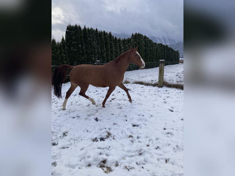 Warmblood checo Caballo castrado 12 años 168 cm Alazán in Kuchl, Georgenberg