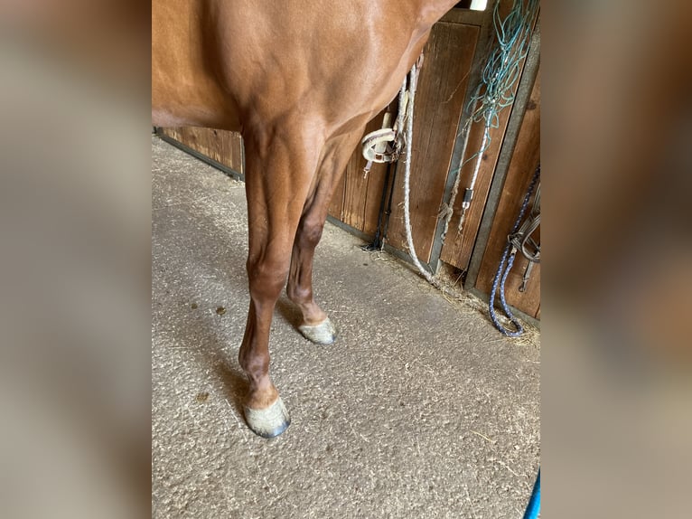 Warmblood checo Caballo castrado 12 años 168 cm Alazán in Kuchl, Georgenberg