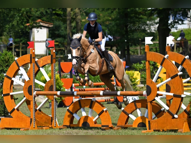 Warmblood checo Caballo castrado 12 años 171 cm Palomino in Hilter am Teutoburger Wald