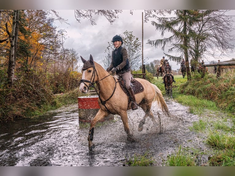 Warmblood checo Caballo castrado 12 años 171 cm Palomino in Hilter am Teutoburger Wald