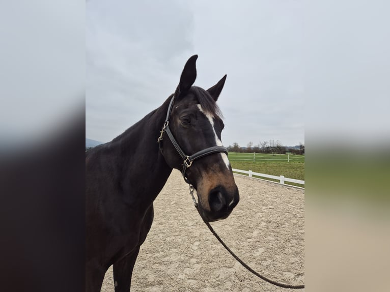 Warmblood checo Caballo castrado 13 años 167 cm Castaño oscuro in Niederbuchsiten