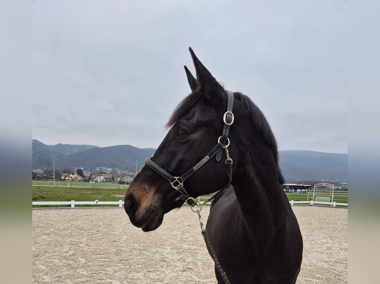 Warmblood checo Caballo castrado 13 años 167 cm Castaño oscuro in Niederbuchsiten