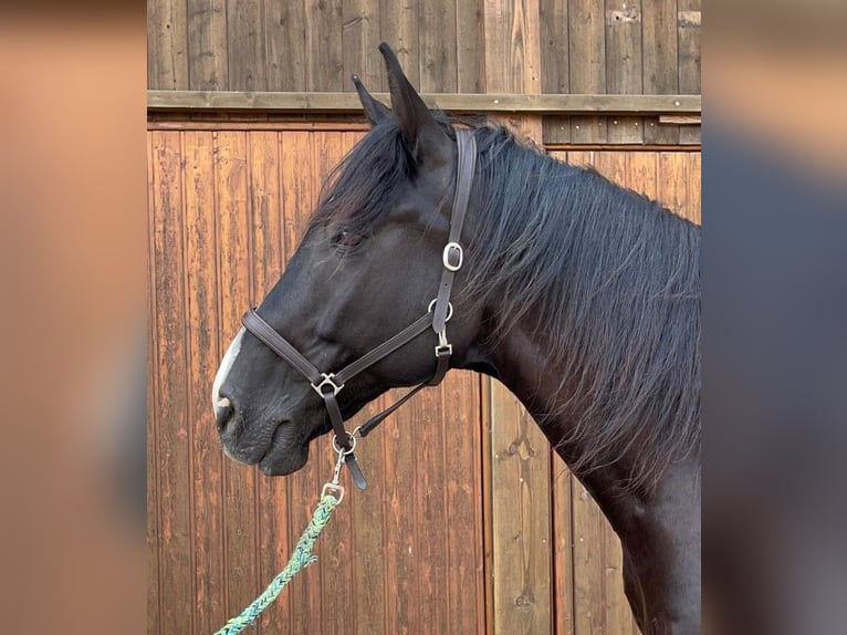 Warmblood checo Caballo castrado 13 años 168 cm Negro in Dettighofen