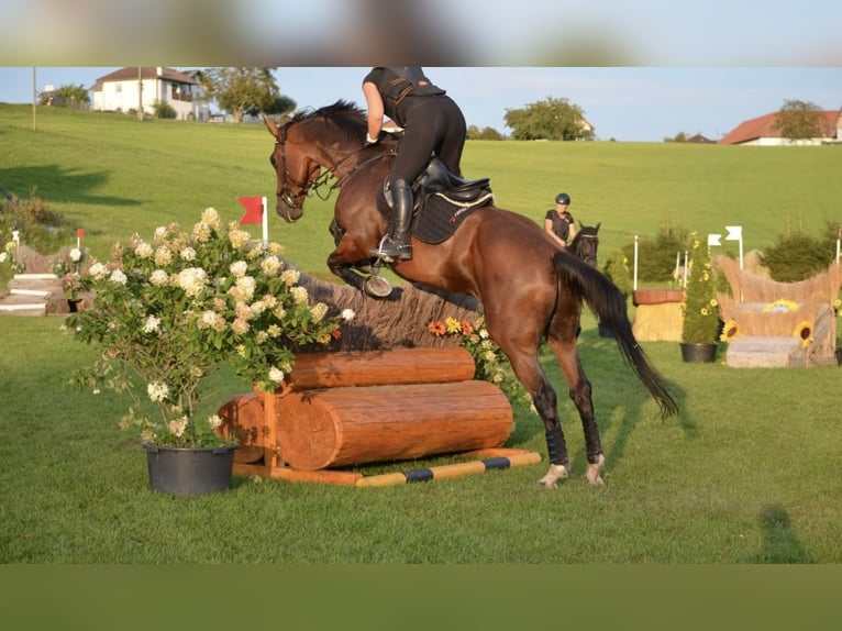 Warmblood checo Caballo castrado 13 años 172 cm Castaño oscuro in Pelmberg