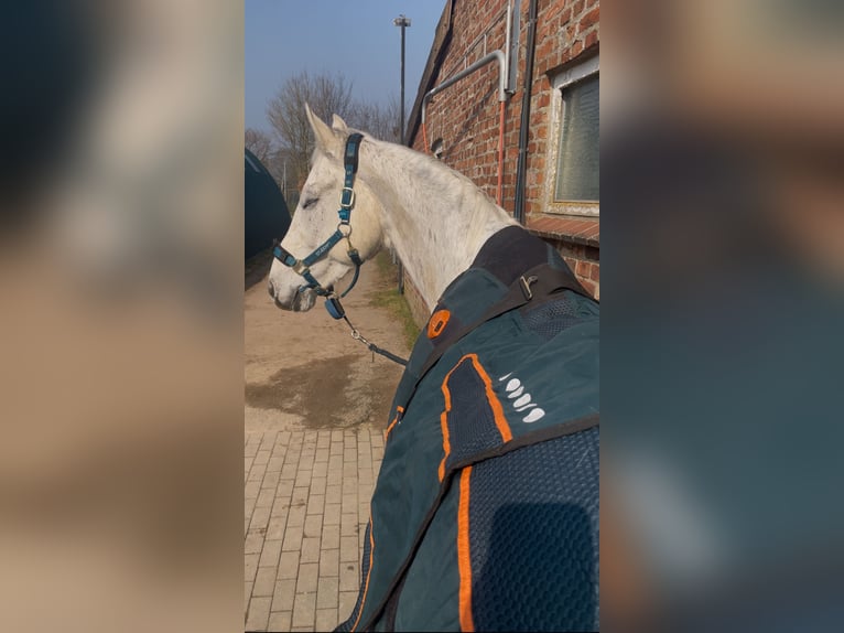 Warmblood checo Caballo castrado 13 años 172 cm Tordo rodado in Preetz