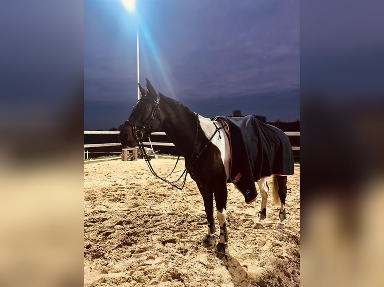 Warmblood checo Caballo castrado 14 años 156 cm Pío in Weitersfelden
