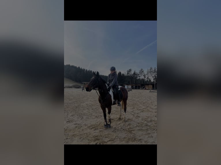 Warmblood checo Caballo castrado 14 años 156 cm Pío in Weitersfelden