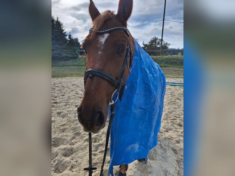 Warmblood checo Caballo castrado 14 años 158 cm Alazán in Ruprechtshofen