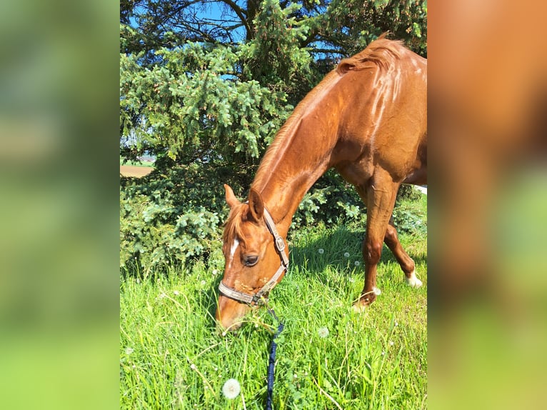 Warmblood checo Caballo castrado 14 años 158 cm Alazán in Ruprechtshofen