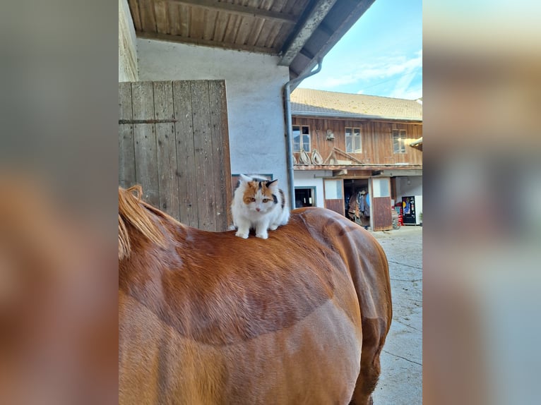 Warmblood checo Caballo castrado 14 años 158 cm Alazán in Ruprechtshofen