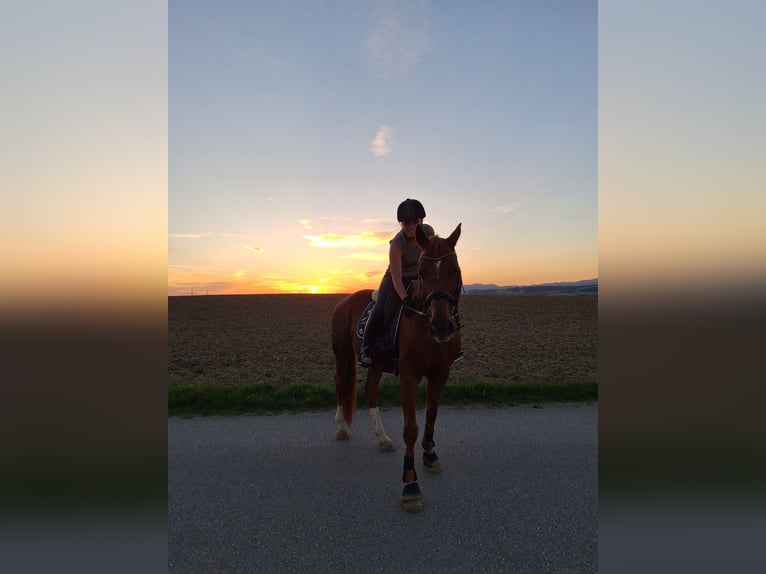 Warmblood checo Caballo castrado 14 años 158 cm Alazán in Ruprechtshofen