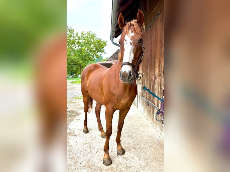 Warmblood checo Caballo castrado 14 años 170 cm Alazán in Thann