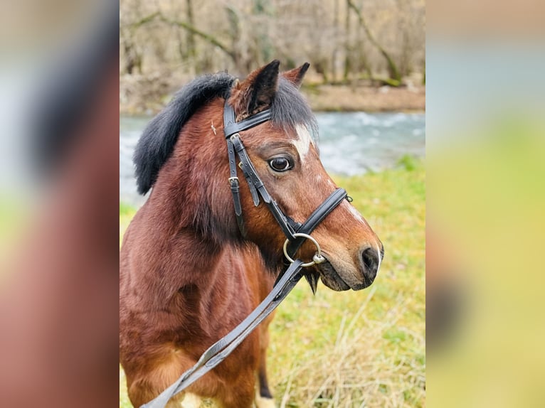 Warmblood checo Caballo castrado 15 años 122 cm Castaño in Bergamo