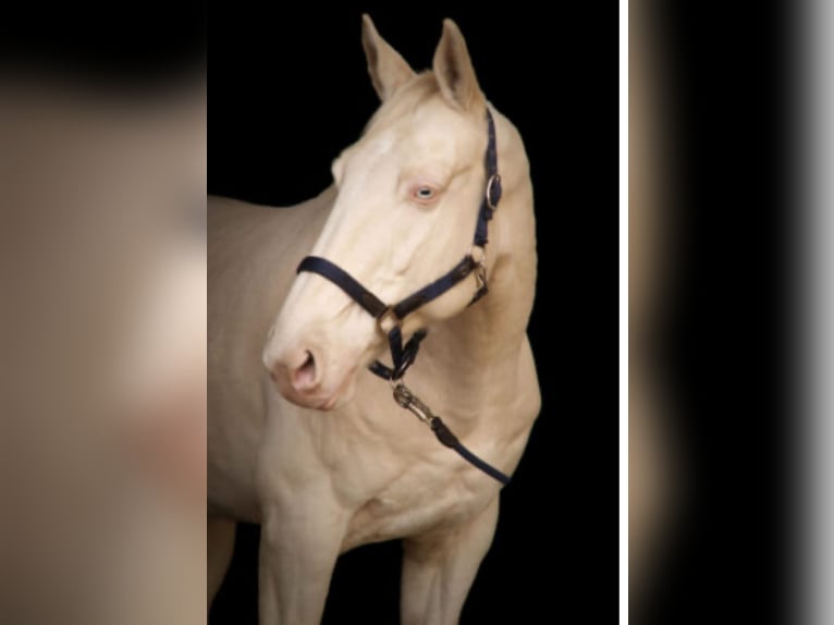 Warmblood checo Caballo castrado 15 años 163 cm Cremello in Mooosach