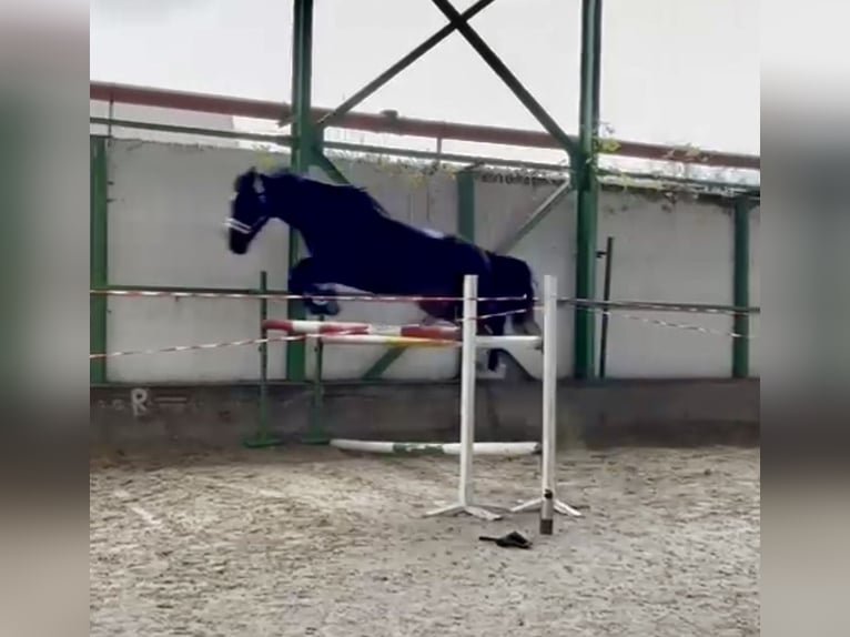 Warmblood checo Caballo castrado 16 años 178 cm Castaño oscuro in Pelmberg