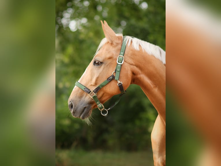 Warmblood checo Caballo castrado 17 años 165 cm Palomino in Moosach