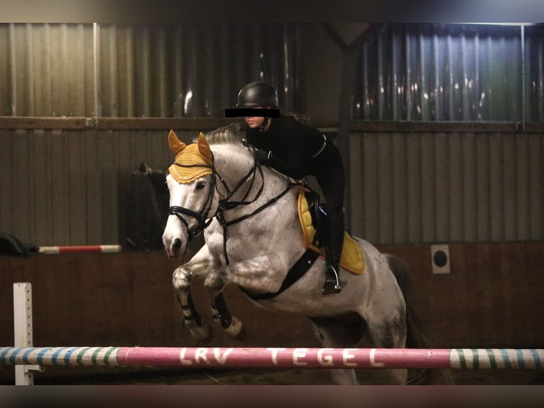 Warmblood checo Caballo castrado 17 años 168 cm Tordo in BerlinBerlin