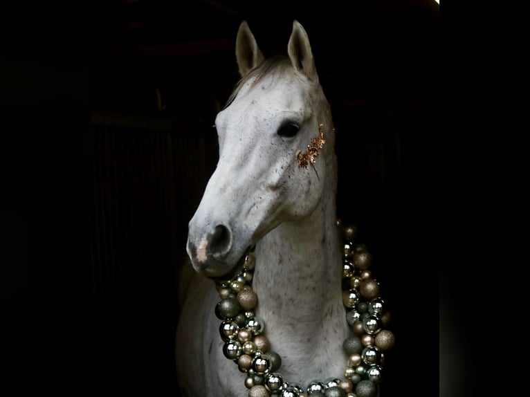 Warmblood checo Caballo castrado 17 años 168 cm Tordo in BerlinBerlin