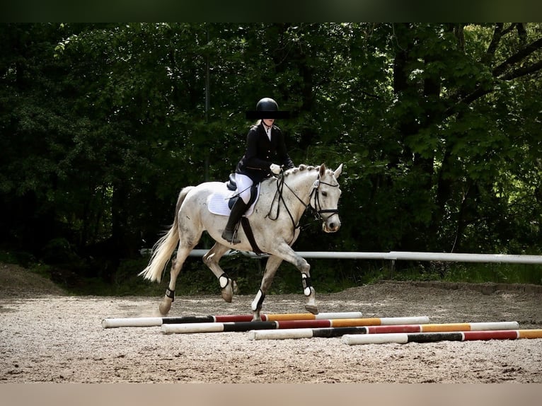 Warmblood checo Caballo castrado 17 años 168 cm Tordo in BerlinBerlin