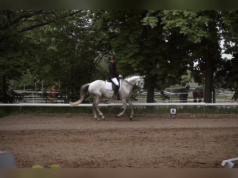 Warmblood checo Caballo castrado 17 años 168 cm Tordo in BerlinBerlin