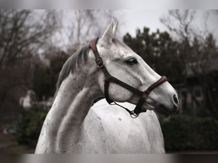 Warmblood checo Caballo castrado 17 años 168 cm Tordo in BerlinBerlin