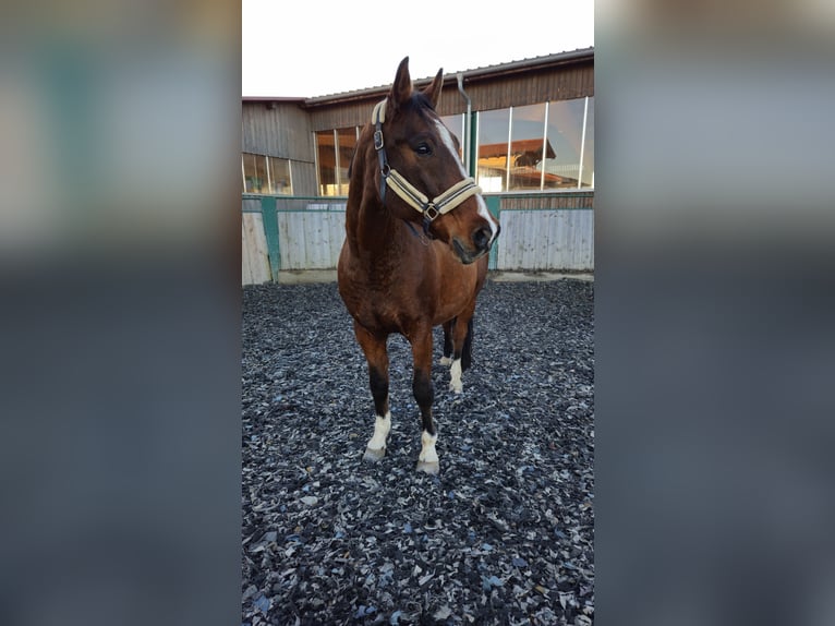 Warmblood checo Caballo castrado 17 años 170 cm Castaño rojizo in Eggstätt