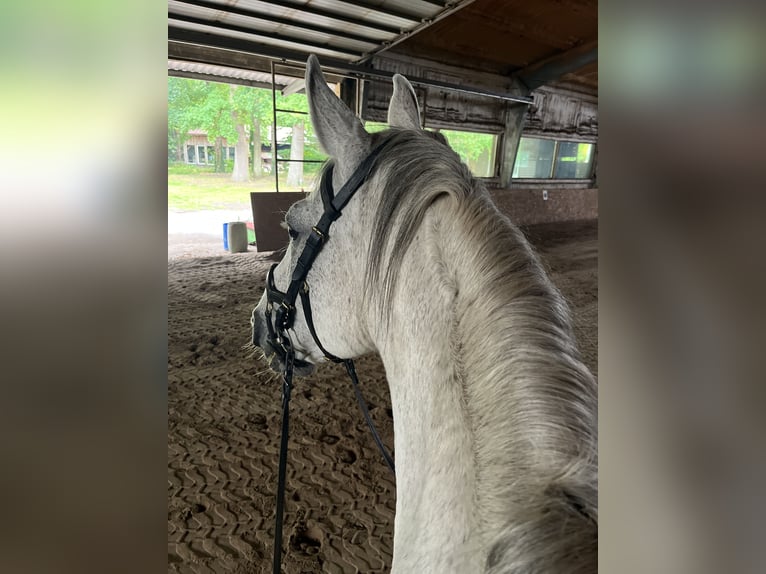 Warmblood checo Caballo castrado 18 años 167 cm Tordo rodado in Löningen