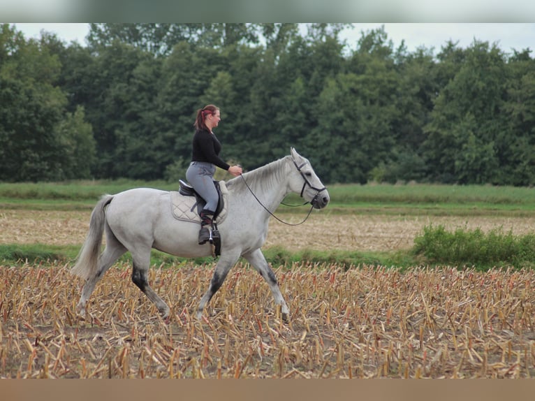 Warmblood checo Caballo castrado 18 años 167 cm Tordo rodado in Löningen