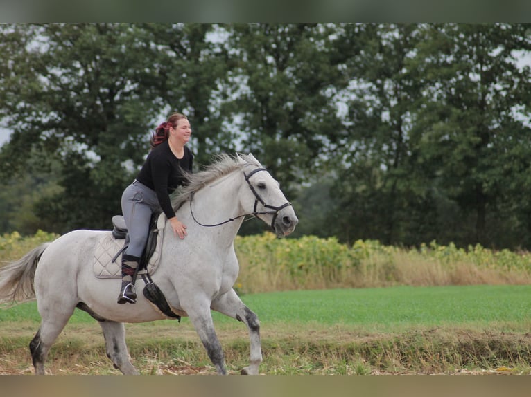 Warmblood checo Caballo castrado 18 años 167 cm Tordo rodado in Löningen