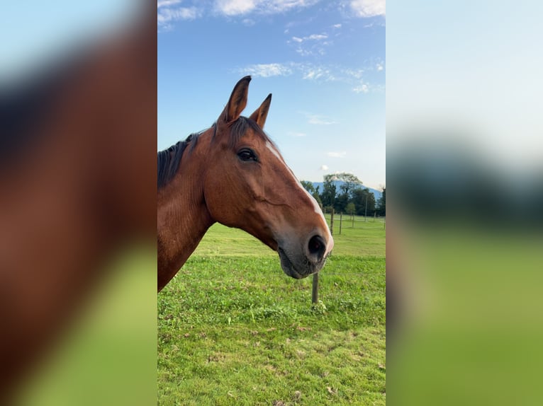 Warmblood checo Caballo castrado 18 años 173 cm Castaño in Vaduz