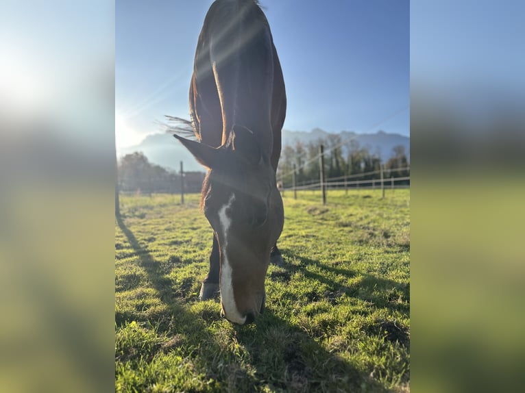 Warmblood checo Caballo castrado 18 años 173 cm Castaño in Vaduz