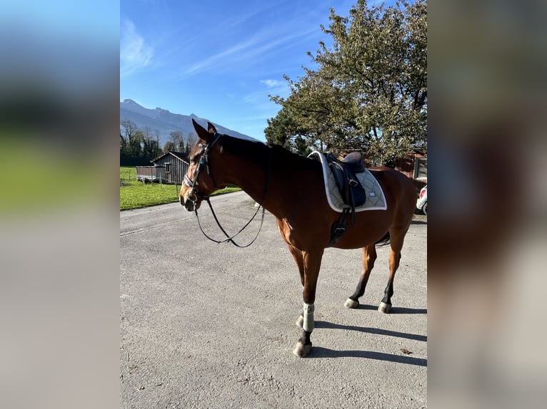 Warmblood checo Caballo castrado 18 años 173 cm Castaño in Vaduz