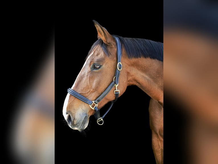 Warmblood checo Caballo castrado 18 años 173 cm Castaño in Vaduz