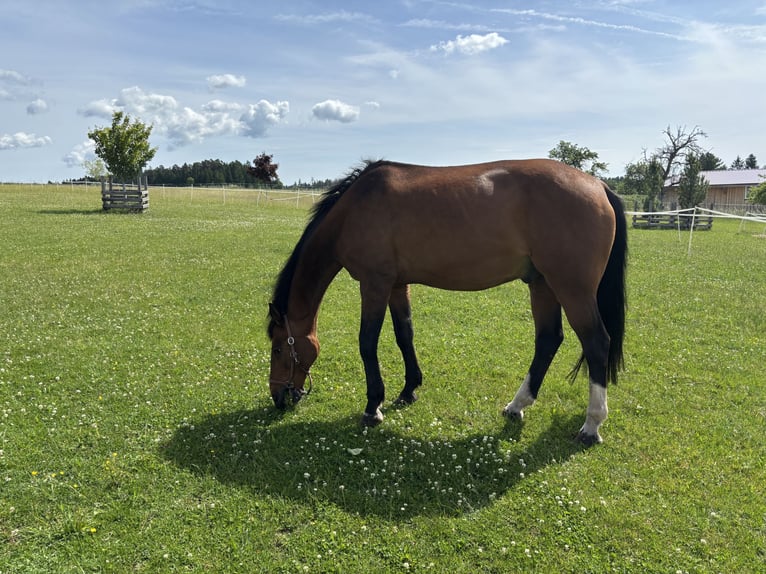 Warmblood checo Caballo castrado 19 años 170 cm Castaño in Simmersfeld