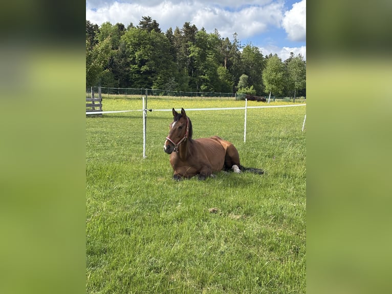 Warmblood checo Caballo castrado 19 años 170 cm Castaño in Simmersfeld