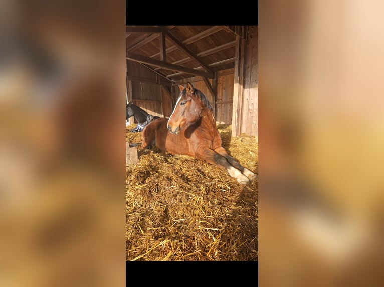 Warmblood checo Caballo castrado 19 años 170 cm Castaño rojizo in Eggstätt